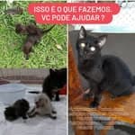 Instituto Odim no diretório AnimalProtech