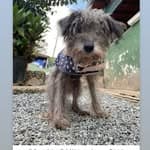 Marcelinho Protetor no diretório AnimalProtech