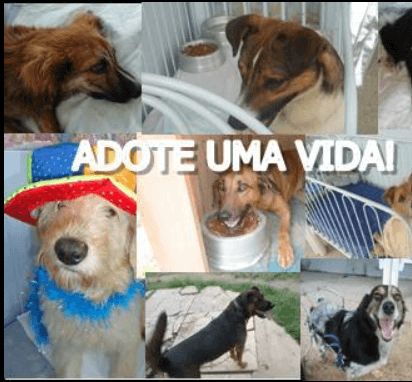 Grupo Adoção e Doações de Animais no diretório AnimalProtech