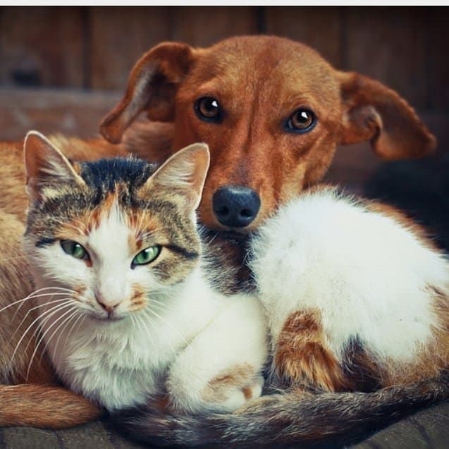 Pata sem dono no diretório AnimalProtech