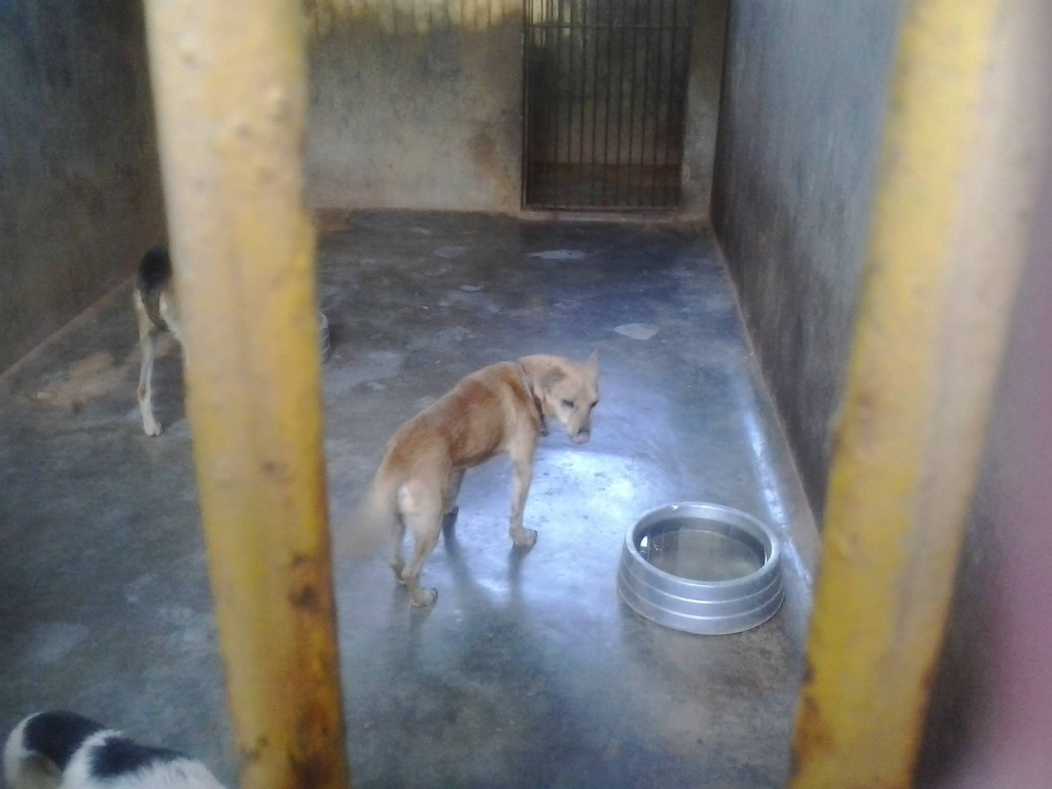 Montes Claros pelos Animais no diretório AnimalProtech