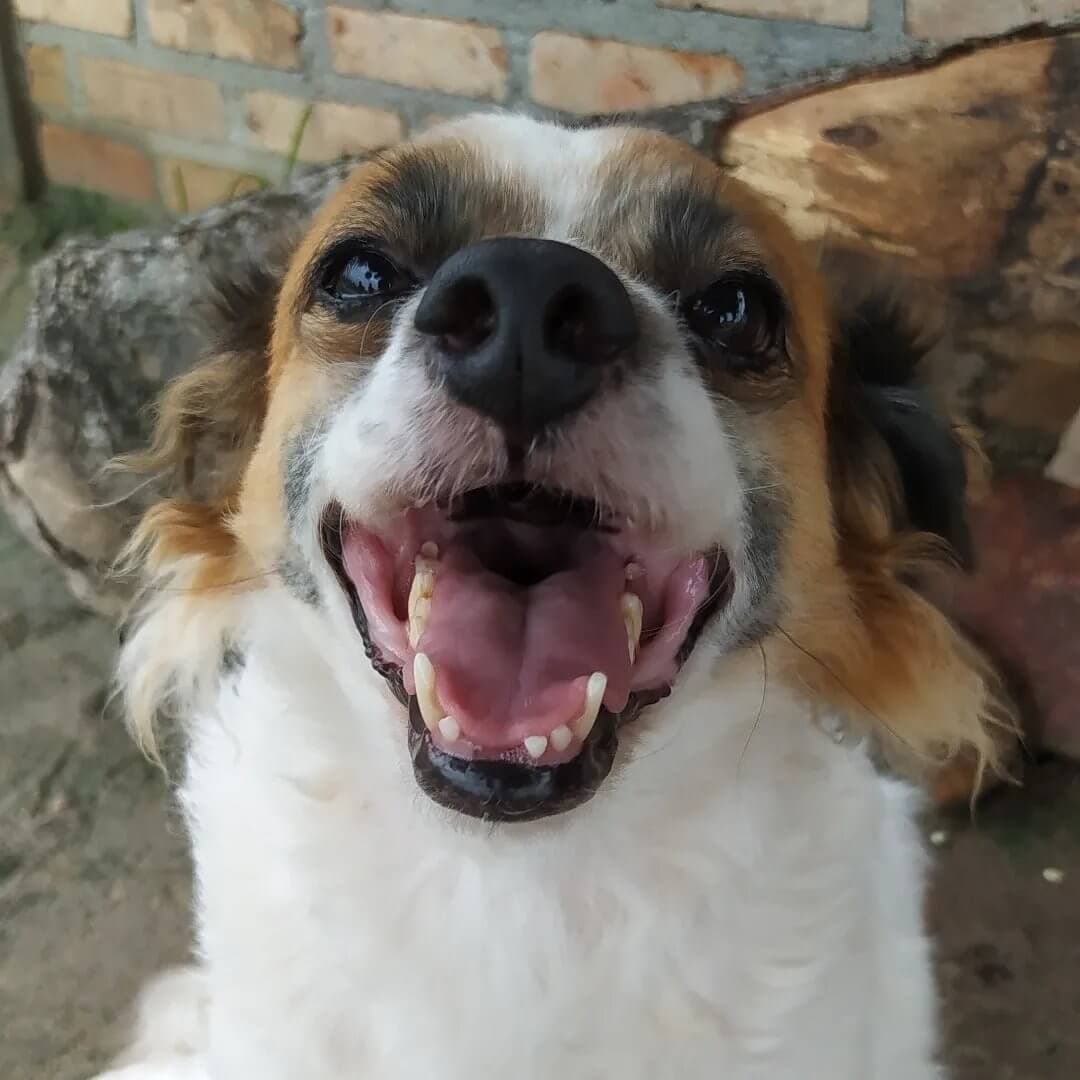 Bazar Focinho Carente no diretório AnimalProtech