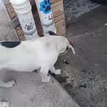 Cão de Rua Faminto no diretório AnimalProtech