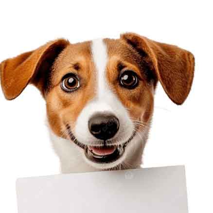 SPABE no diretório AnimalProtech