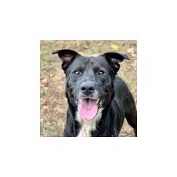 Dog pictured on the official Jacksonville animal-services page