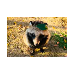 Raccoon dog pictured on the official Japan Wildlife Center website
