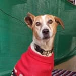 Kartavya Society no diretório AnimalProtech