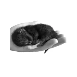 Fotografía de animal de la web oficial de Katzen in Not e.V.