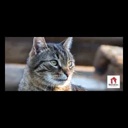 Animal photograph published by undefined