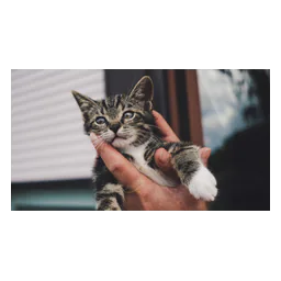 A cat being held at Katzenhaus Oberwürzbach, from its official website