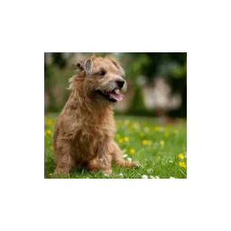 Foto publicada en el sitio oficial de Kay's Animal Shelter