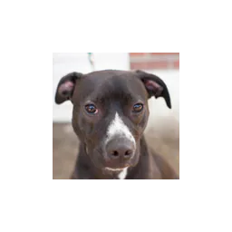 Kennebec Valley Humane Society logo