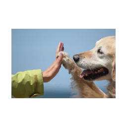 Fotografía de animales del sitio oficial de Animal Support Kochike