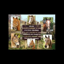 Horse photographs and sanctuary sign published by Kölner Schutzhof für Pferde