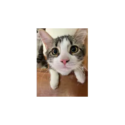 Kzoo Cat Cafe and Rescue logo