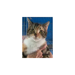 Cat pictured on the official Laguna Madre Humane Society website