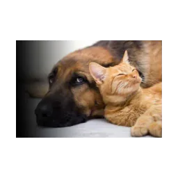 Cão e gato em imagem do site da Lakes Area Humane Society