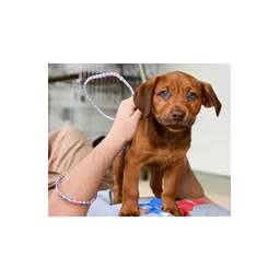 Chien représenté sur le site de Lawton Animal Welfare