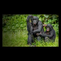 Lola ya Bonobo logo