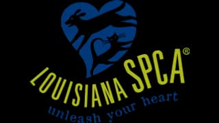 Imagen oficial del perfil de Louisiana SPCA Foundation