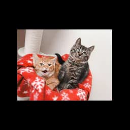 Gatos de LYSTA, fotografía oficial de la organización