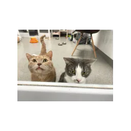Image provenant du site officiel de Madison Cat Project