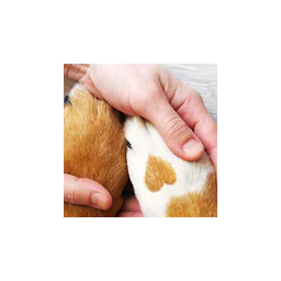 Mary S. Roberts Pet Adoption Center logo