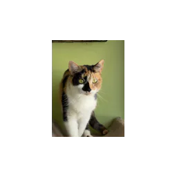 Image from the official website of Maumee Valley Save-A-Pet