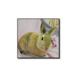 Midwest Rabbit Rescue & Re-home logo