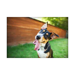 Illustrative dog photograph hosted in Misfit Clinic's official media library