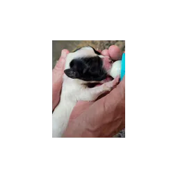 Cachorro rescatado alimentado con biberón en foto del sitio oficial de Friends of Animals