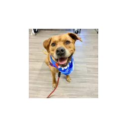 Dog photographed by Moose Jaw Humane Society