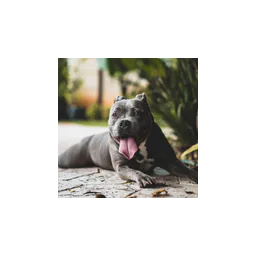 Dog pictured on the official website of Mrs Murray’s Home for Stray Dogs and Cats