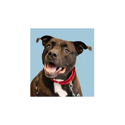 Naperville Area Humane Society logo