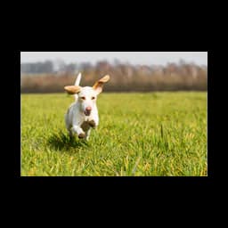 Image provenant du site officiel de New Albany Animal Shelter