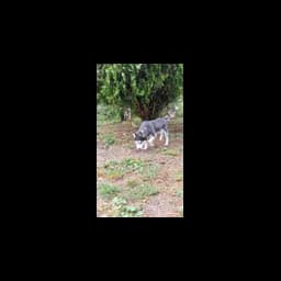 Fotografía de un animal o de las instalaciones publicada por Nordische in Not e.V.