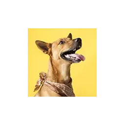 Dog pictured on the official website of North Alabama Spay and Neuter Clinic