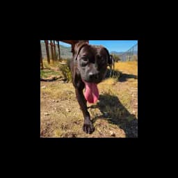 Black dog pictured on Nuzzles & Co's official website