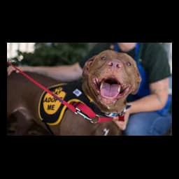 Perro fotografiado por Oakland Animal Services