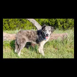 Dog pictured on the official website of Oklahoma City Animal Welfare