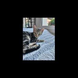 Belinda, gata apresentada para adoção pela Orphelichat 30
