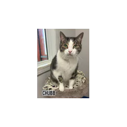Gato fotografiado por Parkland Humane Society