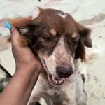 Patrulha Canina no diretório AnimalProtech