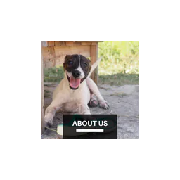 logotipo Paws for a Cause - Guyana