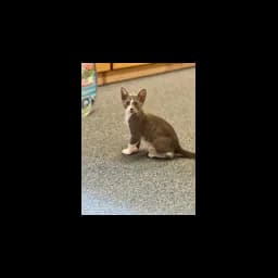 Image from the official website of Pawsitive Support