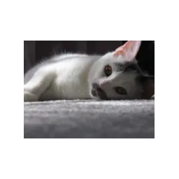 Gato fotografiado por Pinellas County Animal Services