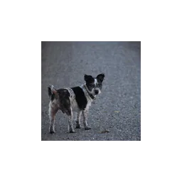 Dog pictured on the official website of Public Health Madison and Dane County Animal Services
