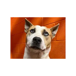 Dog rescued by Purcell Animal Shelter