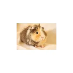 QLD Guinea Pig Refuge logo