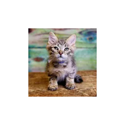 Gato fotografiado por Rancho Cucamonga Animal Center